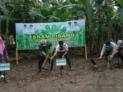 Mampir di Kaliorang, Gubernur Kaltim Tanam dan Panen Pisang Kepok