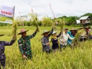 Poktan Sumber Rukun Sangkima Panen Padi Sawah, Ardiansyah Beri Motivasi