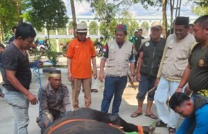 Panitia Kurban Masjid Agung Al-Faruq Sembelih 12 Sapi dan Seekor Kambing