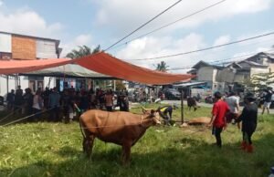PD Muhammadiyah Kutim Salurkan 37 Hewan Kurban