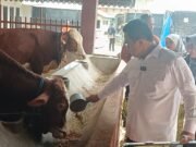 Peternakan Sapi Rumahan di Malang Menginspirasi, Jajaki Pengembangan di Kutim