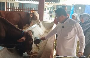 Peternakan Sapi Rumahan di Malang Menginspirasi, Jajaki Pengembangan di Kutim